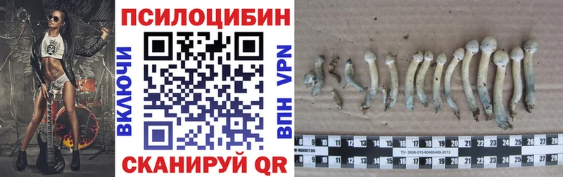 Псилоцибиновые грибы Psilocybine cubensis  Минусинск 